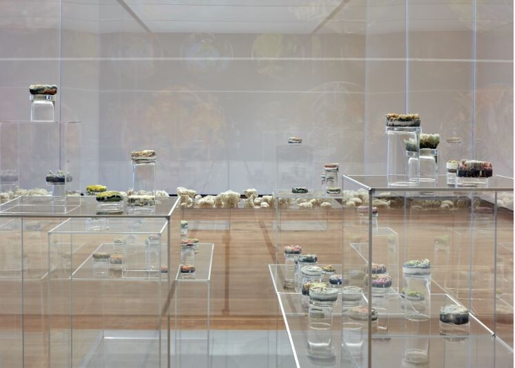 Glass jars with various contents are displayed on transparent pedestals in a modern, well-lit exhibition space with a wooden floor.