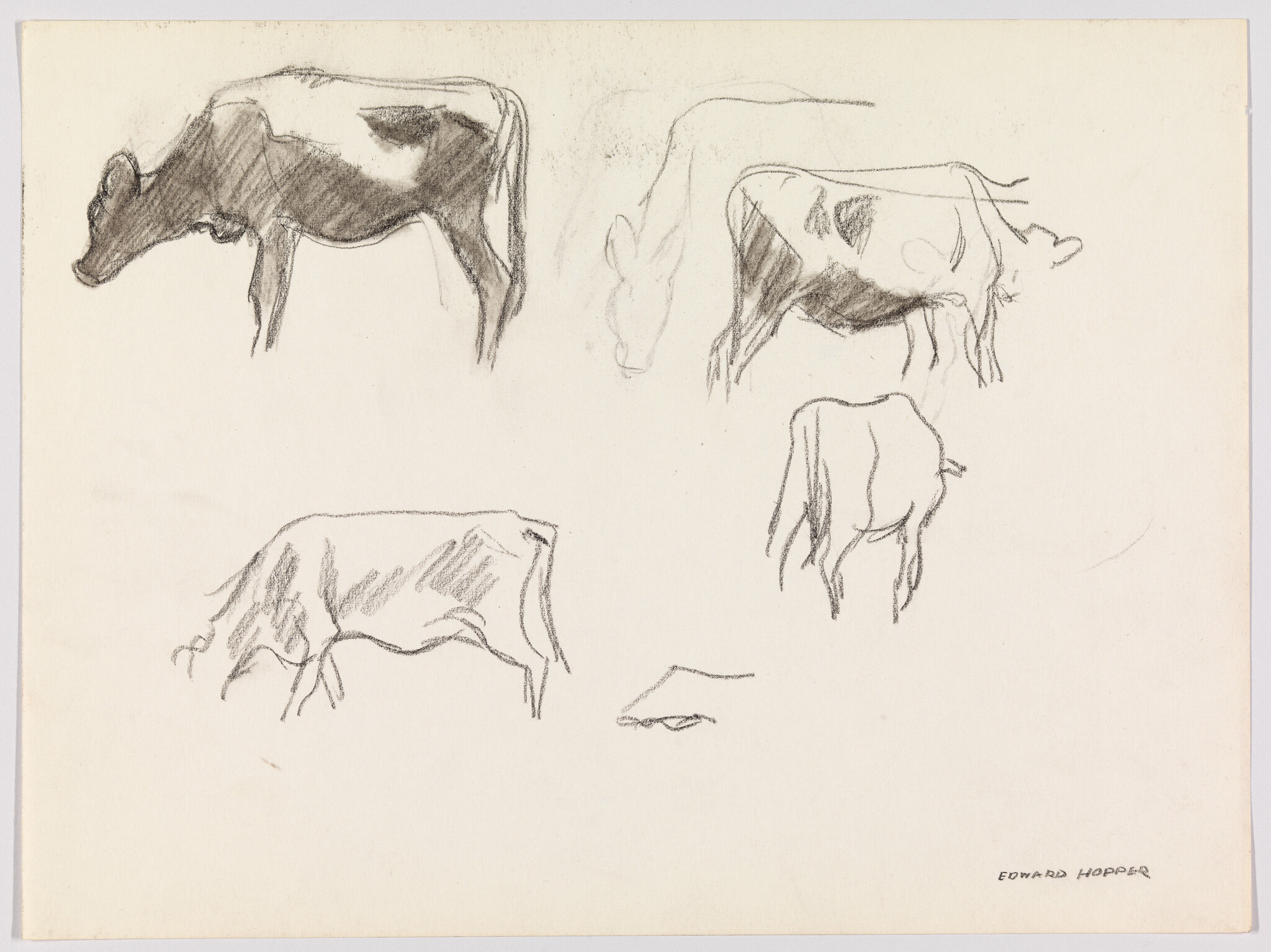 Several quick pencil sketches of cows in different standing and grazing poses.