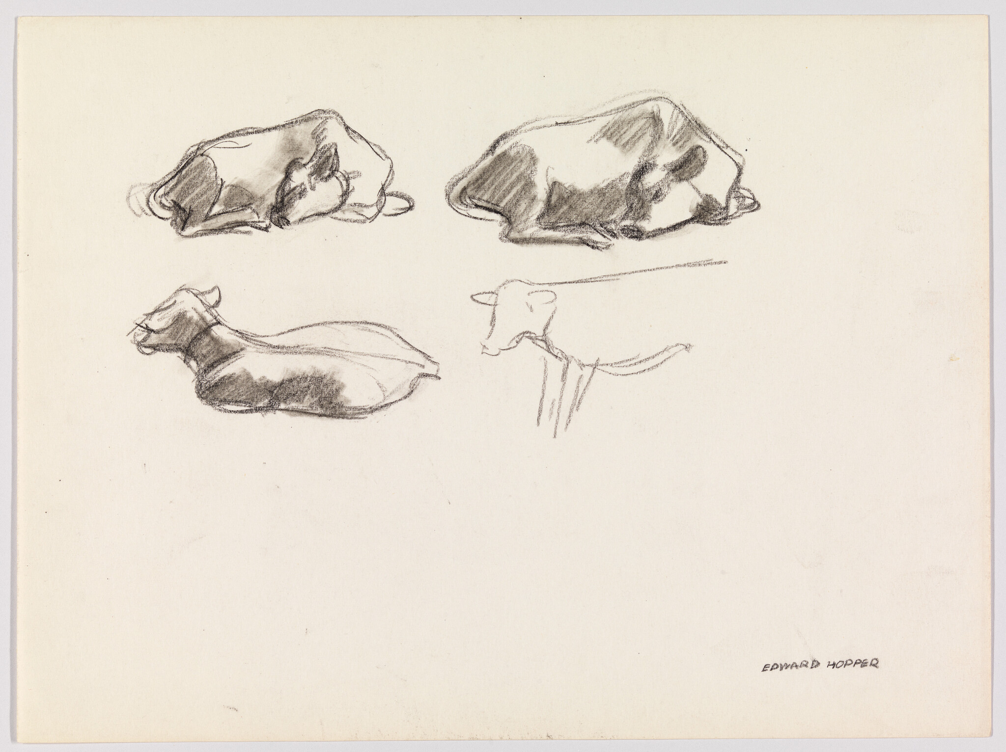 Four quick charcoal sketches of cows lying down, showing simple shapes and shading.
