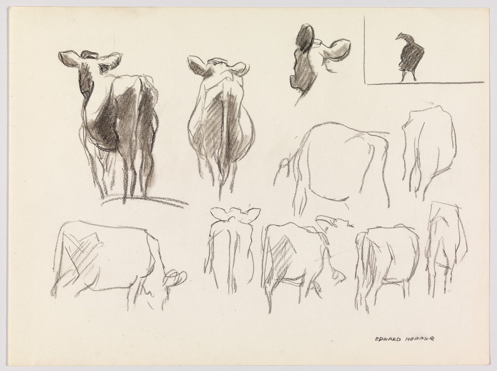 Multiple pencil sketches showing cow rear views and profiles arranged on a blank sheet.
