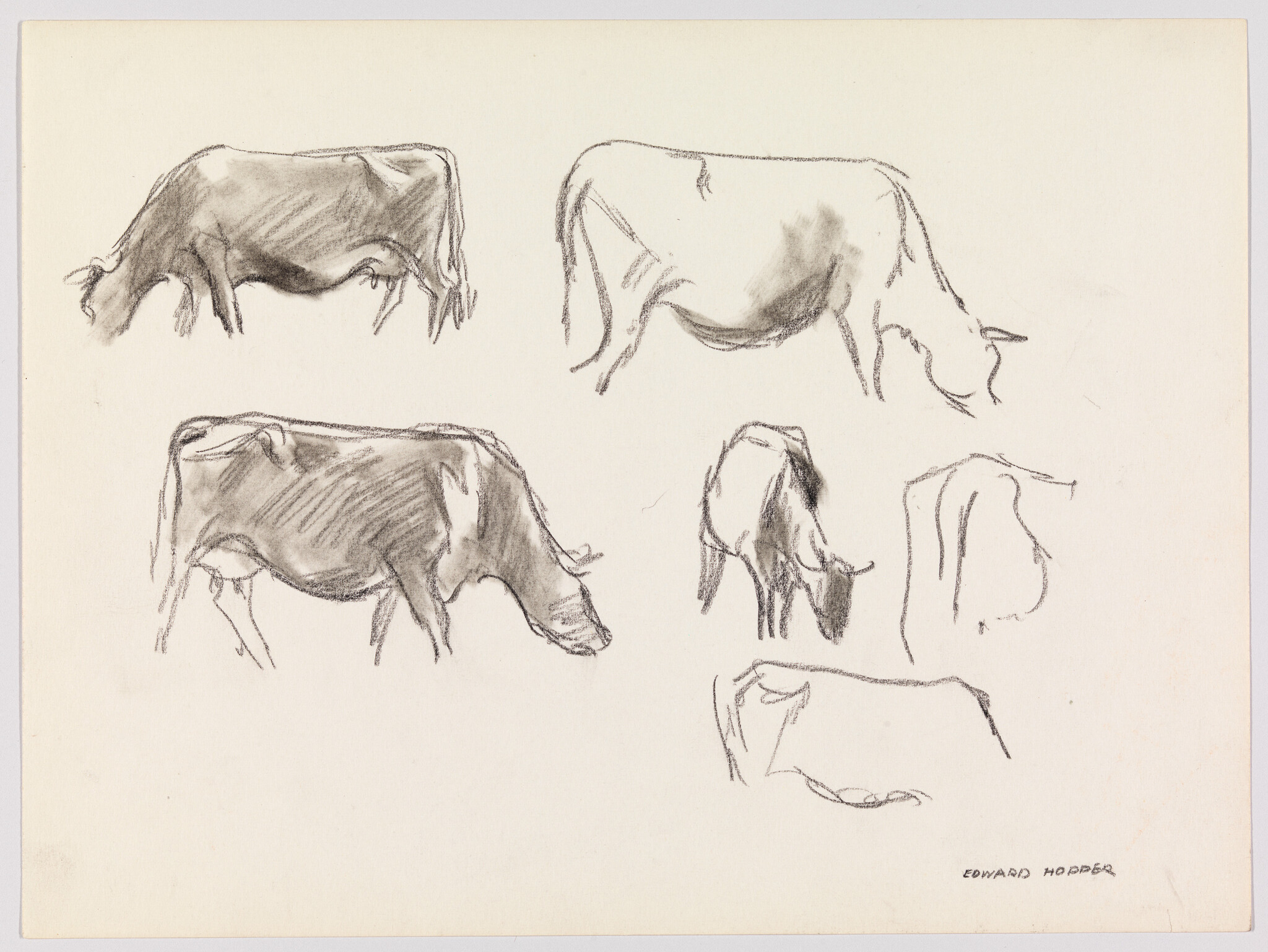 Several quick charcoal sketches show grazing cows in various standing and feeding poses.