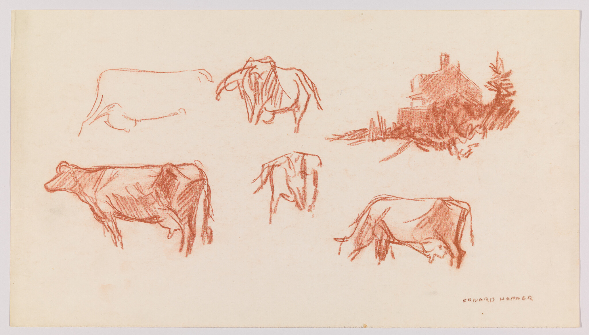 Several quick red chalk sketches of cows in different poses with a small farmhouse sketch.