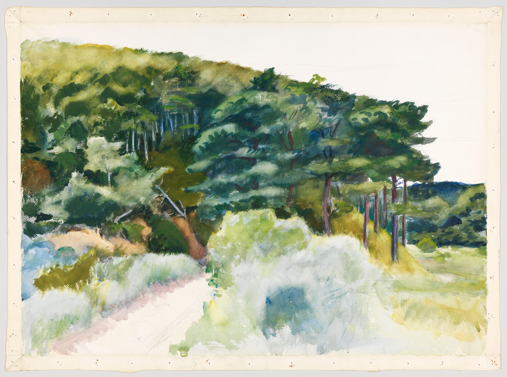 Green hillside with tall trees beside a sunlit path and low grassy shrubs.