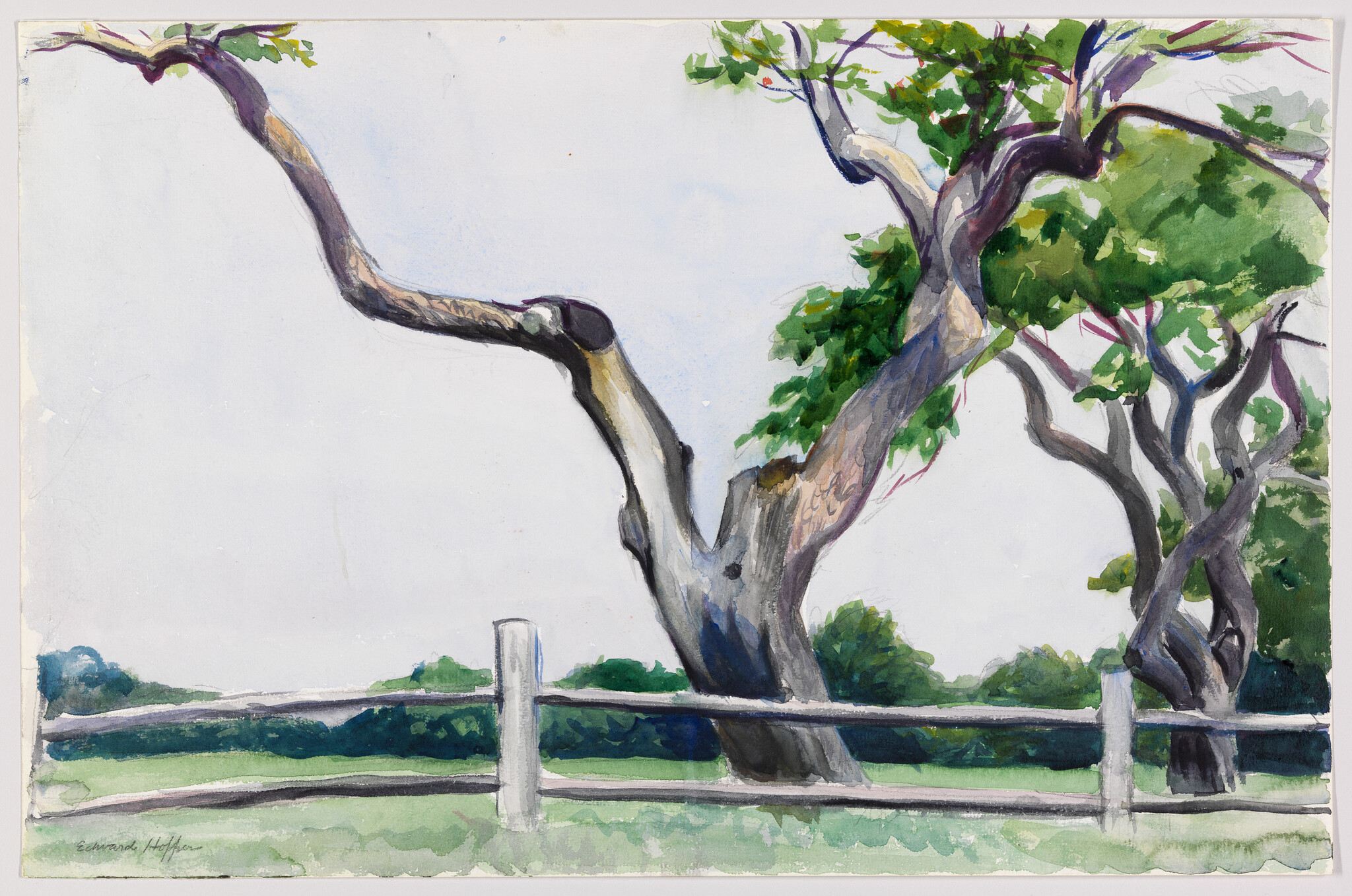 Large twisted trees with green leaves stand behind a wooden split-rail fence in a field.