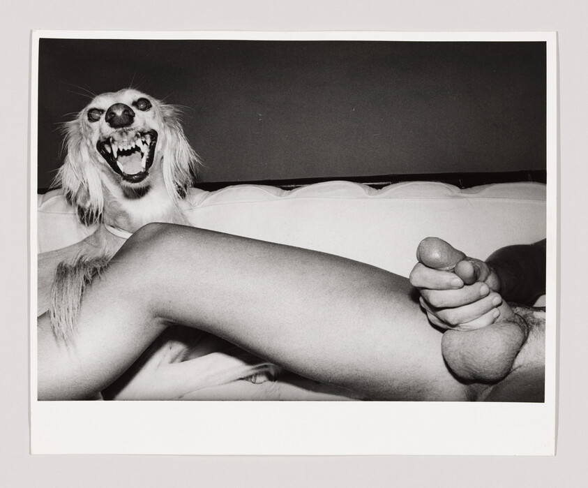 A snarling dog on a couch beside a reclining person's bare legs and hand near exposed genitals.