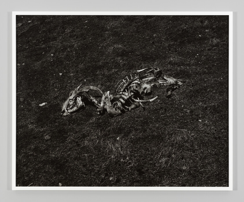 A decomposed goat carcass with exposed skeleton and skull lying on dry grass.