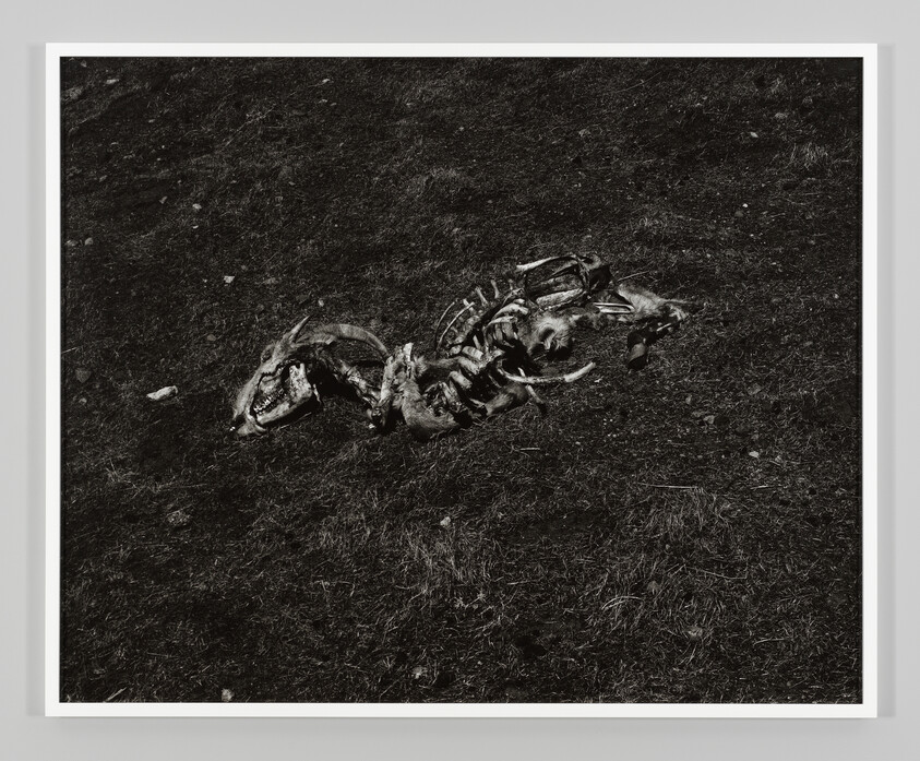 A sun-bleached animal skeleton with visible ribs lies on patchy grass in a field.