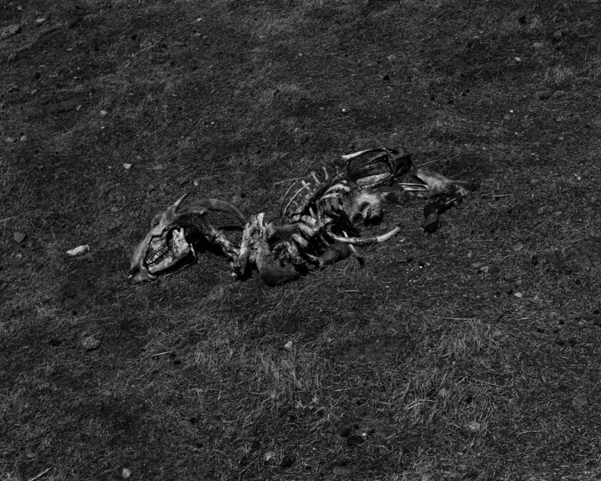 A decomposed goat carcass with exposed skeleton and skull lying on dry grass.