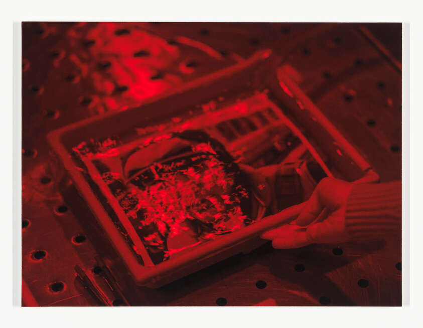 A person holding a tray of photographic paper under red darkroom light.