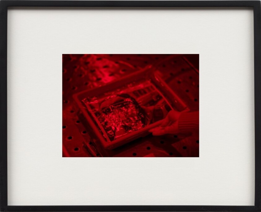 A person holding a tray of photographic paper under red darkroom light.