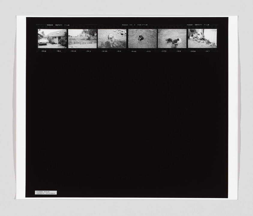 Six small black-and-white photos at the top show a house, yard, and dogs in different outdoor scenes.