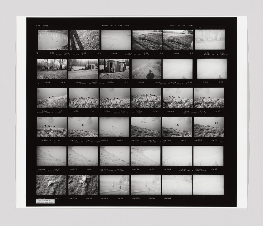 Black-and-white contact sheet showing rows of small landscape and bird photographs with film markings.