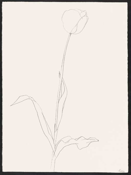 Tulip