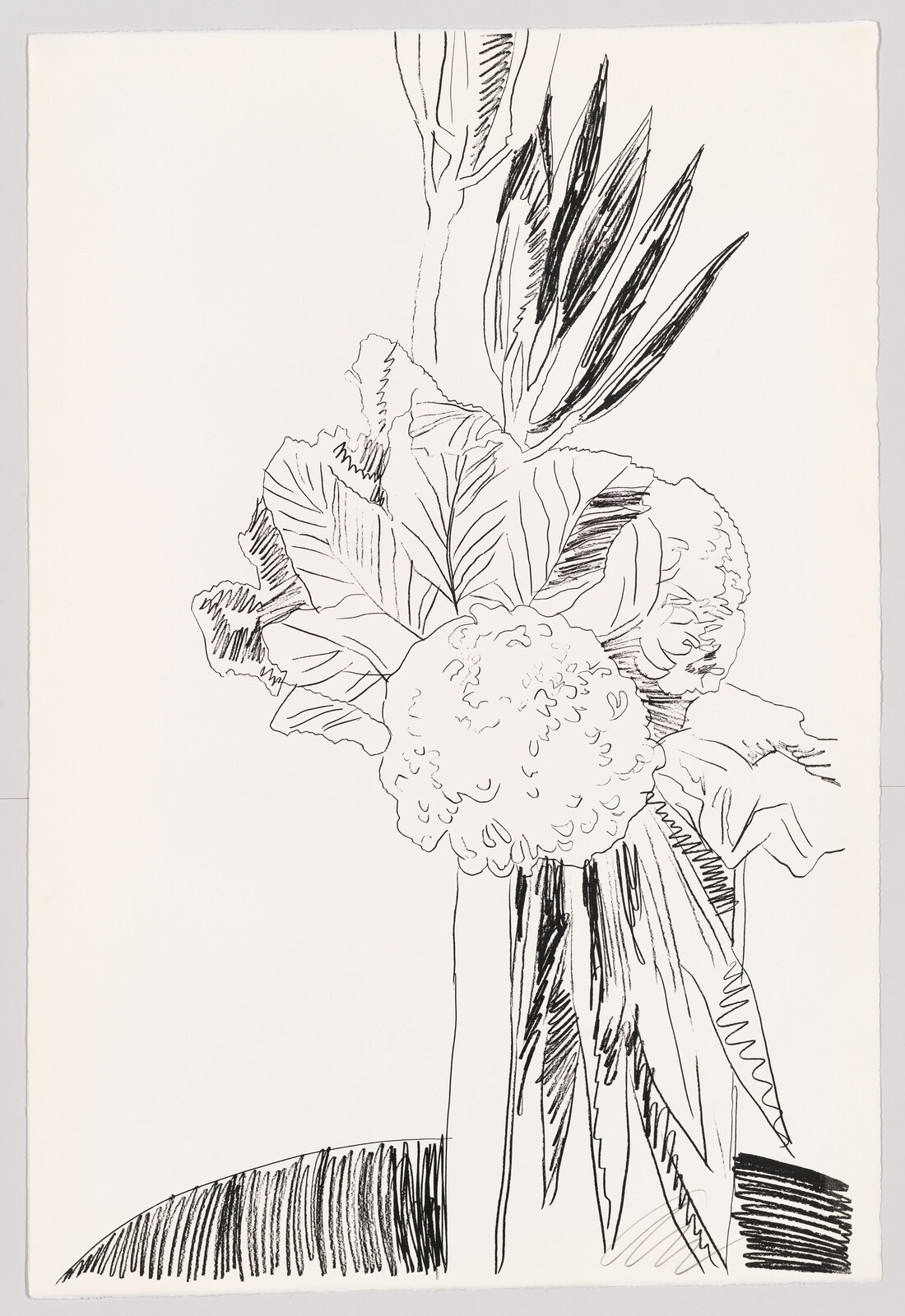 A black and white line drawing depicting a variety of plants, including a detailed depiction of a cauliflower with its characteristic textured surface and surrounding leaves, as well as tall, slender leaves of another plant in the background. The image is sketched on a white background with visible paper texture.