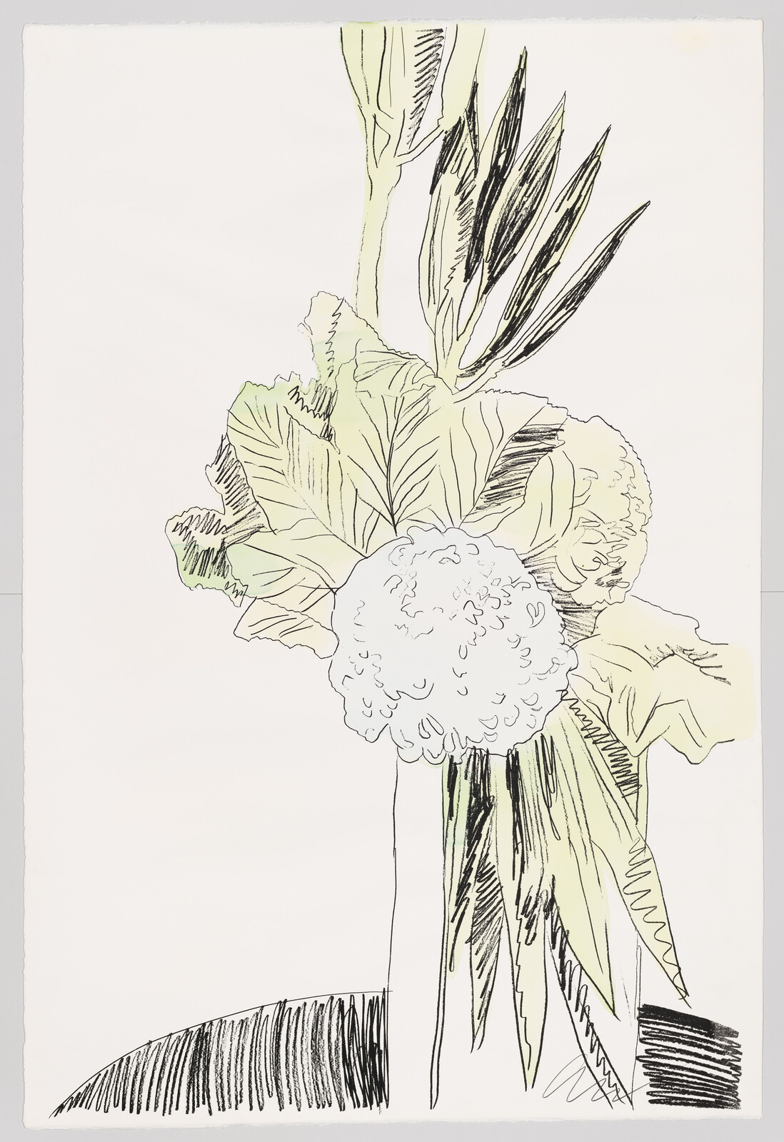 A hand-drawn sketch of a cauliflower with its large, textured head and surrounding green leaves prominently displayed. The cauliflower is depicted with fine lines and shading, while the leaves show detailed veins and edges. The drawing is monochromatic with black ink on white paper, and there are some sketchy lines at the bottom, suggesting a surface or shadow.