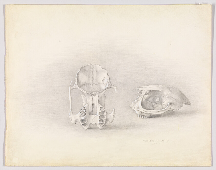 Two animal skulls, one viewed from front and one in profile, drawn in pencil.