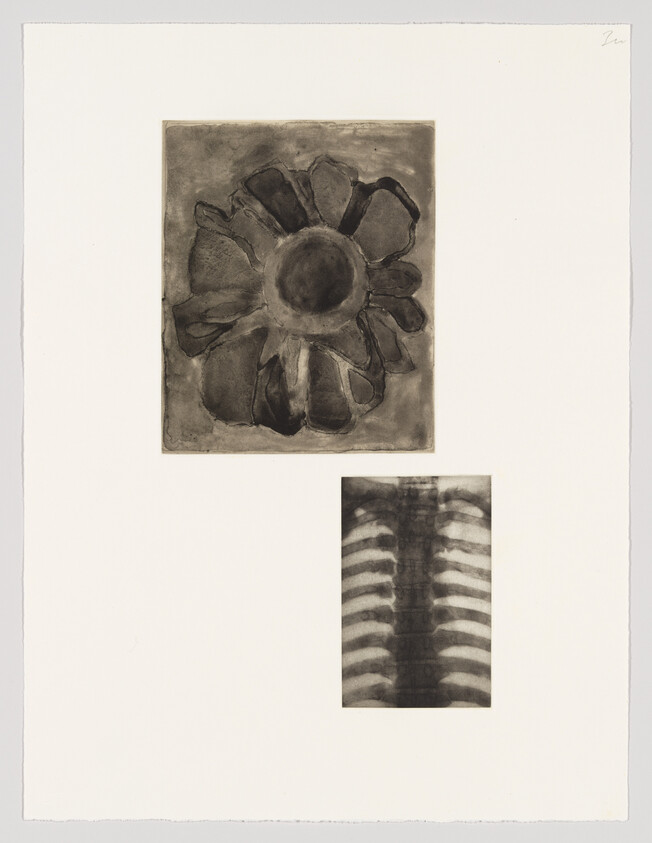 A monochromatic artwork featuring two separate images on a white background. The larger image at the top is a dark, abstract representation of a flower with prominent petals surrounding a central disc. Below it, a smaller image depicts a radiograph-like view of a human torso, showing the ribcage and spine in a translucent, ghostly manner. Both images exhibit a raw, etching quality and are positioned centrally on the paper with ample blank space around them.