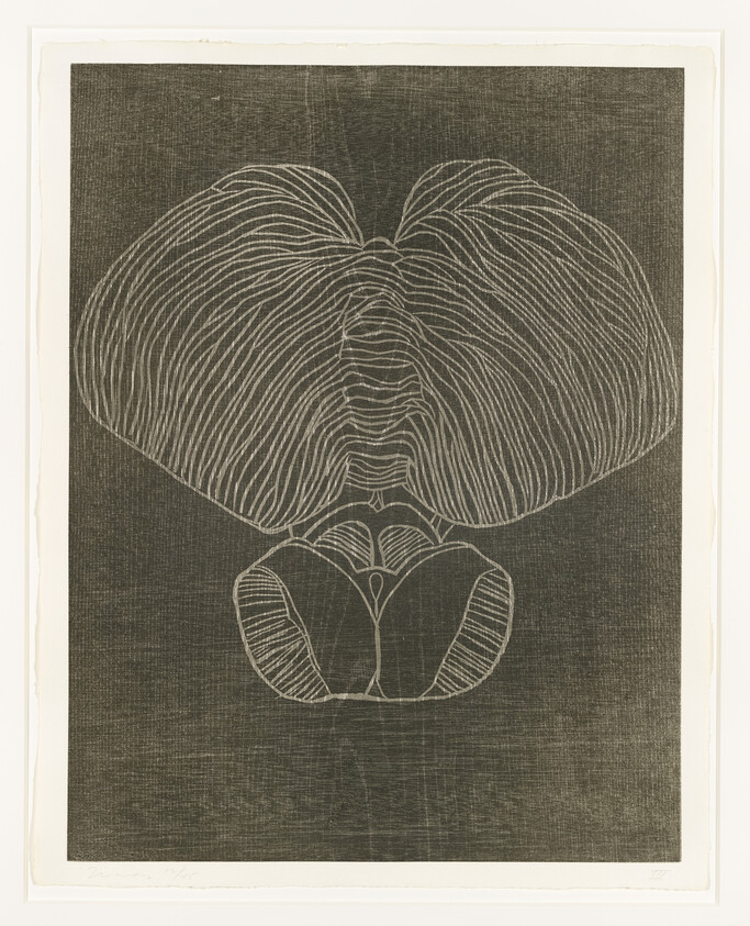 An etching of a stylized orchid with prominent, flowing lines on a textured background, bordered by a light-colored margin.