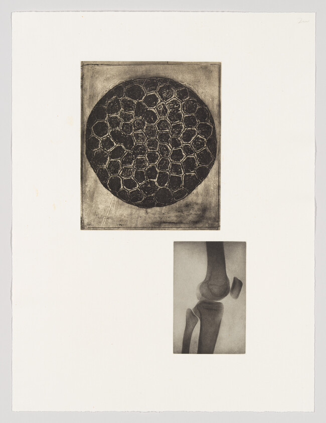 A print featuring two separate images on a white background. The top image is a circular pattern resembling a cracked surface or dried mud, with a dark, textured appearance. Below it, a smaller rectangular image shows a detailed drawing of a bone, possibly a femur, with a focus on the joints. Both images have a vintage or aged quality to them.