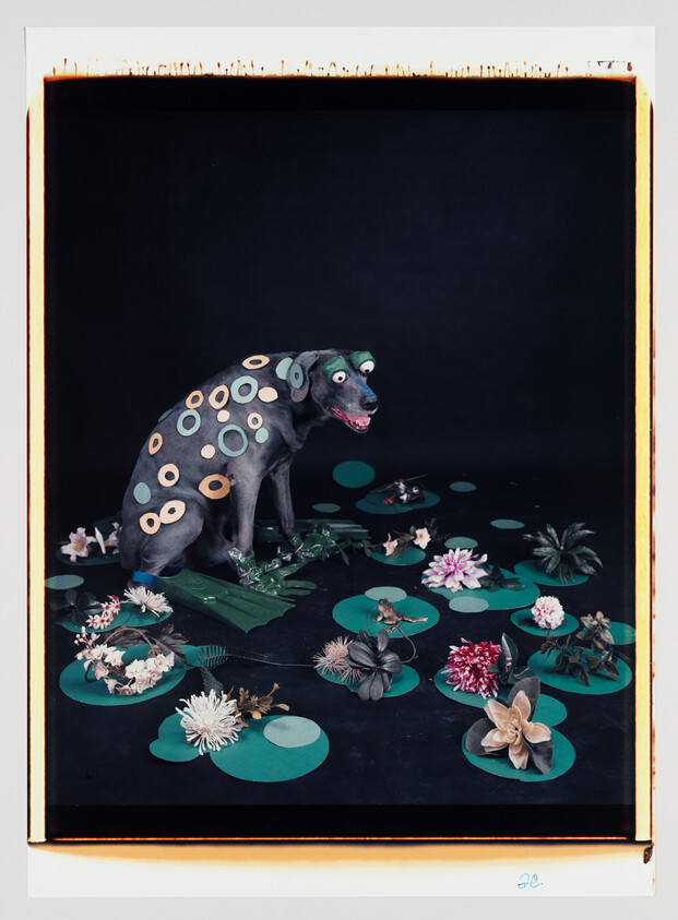 A black dog adorned with circular stickers sits among green lily pads and flowers.