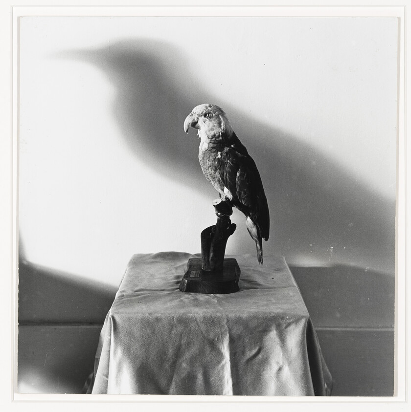 A parrot perched on a wooden stand atop a draped table casting a large shadow on the wall.