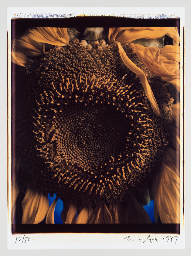 A close-up photograph of a sunflower with a dark center and vibrant yellow petals, framed against a blue background, with handwritten inscriptions along the bottom edge indicating the print number and the year 1987.