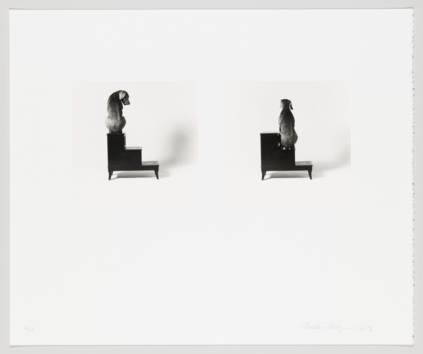 A small dog sits on a three-step stool in two black-and-white side-by-side views.