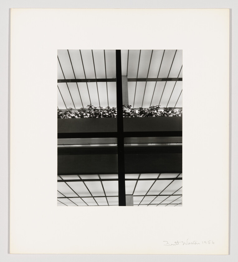 Ceiling grid with central cross beam and a row of silhouetted plants along a high planter.