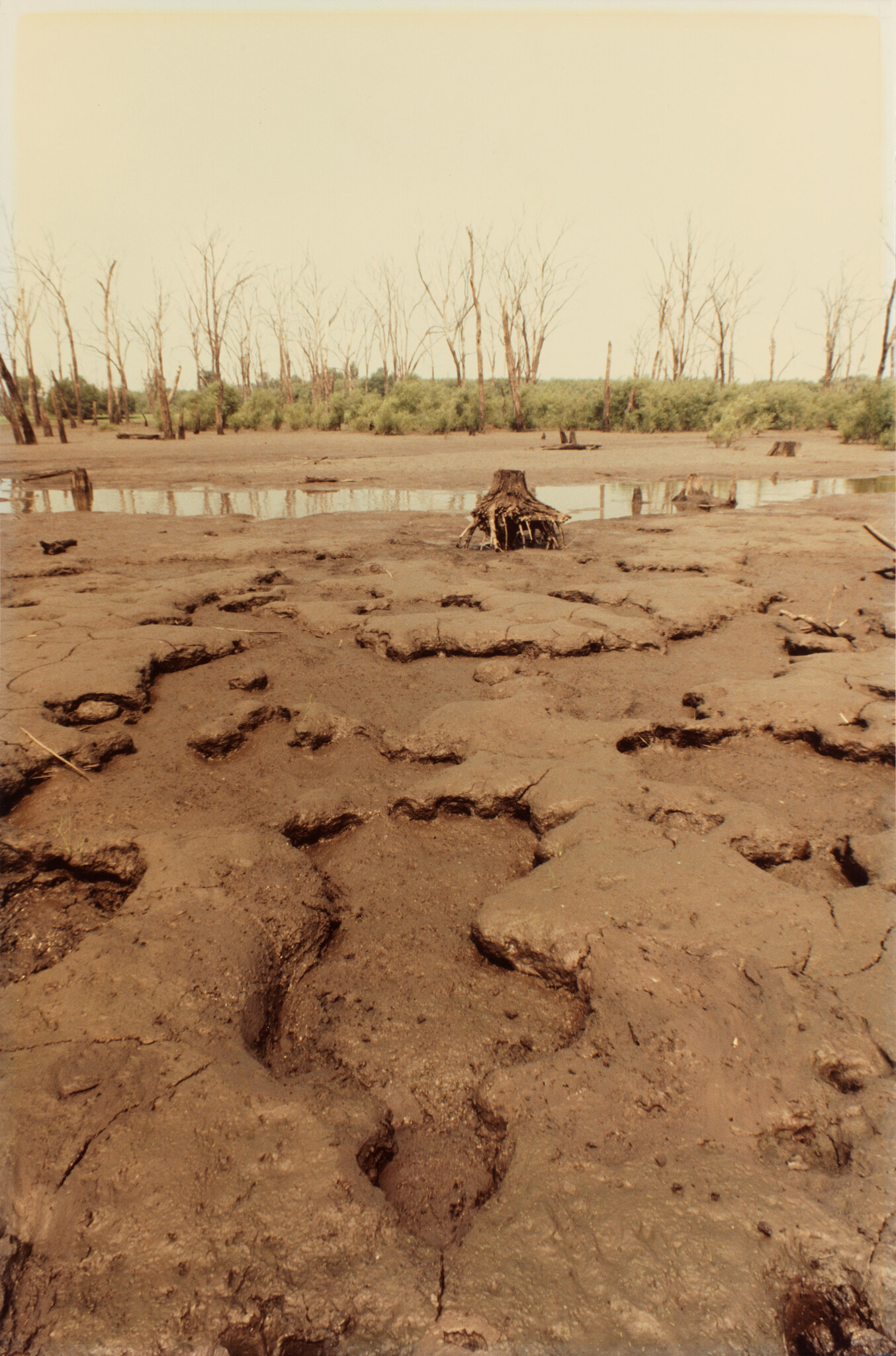 Large cracked mud with deep irregular hoof-like depressions and bare tree stumps near shallow water.