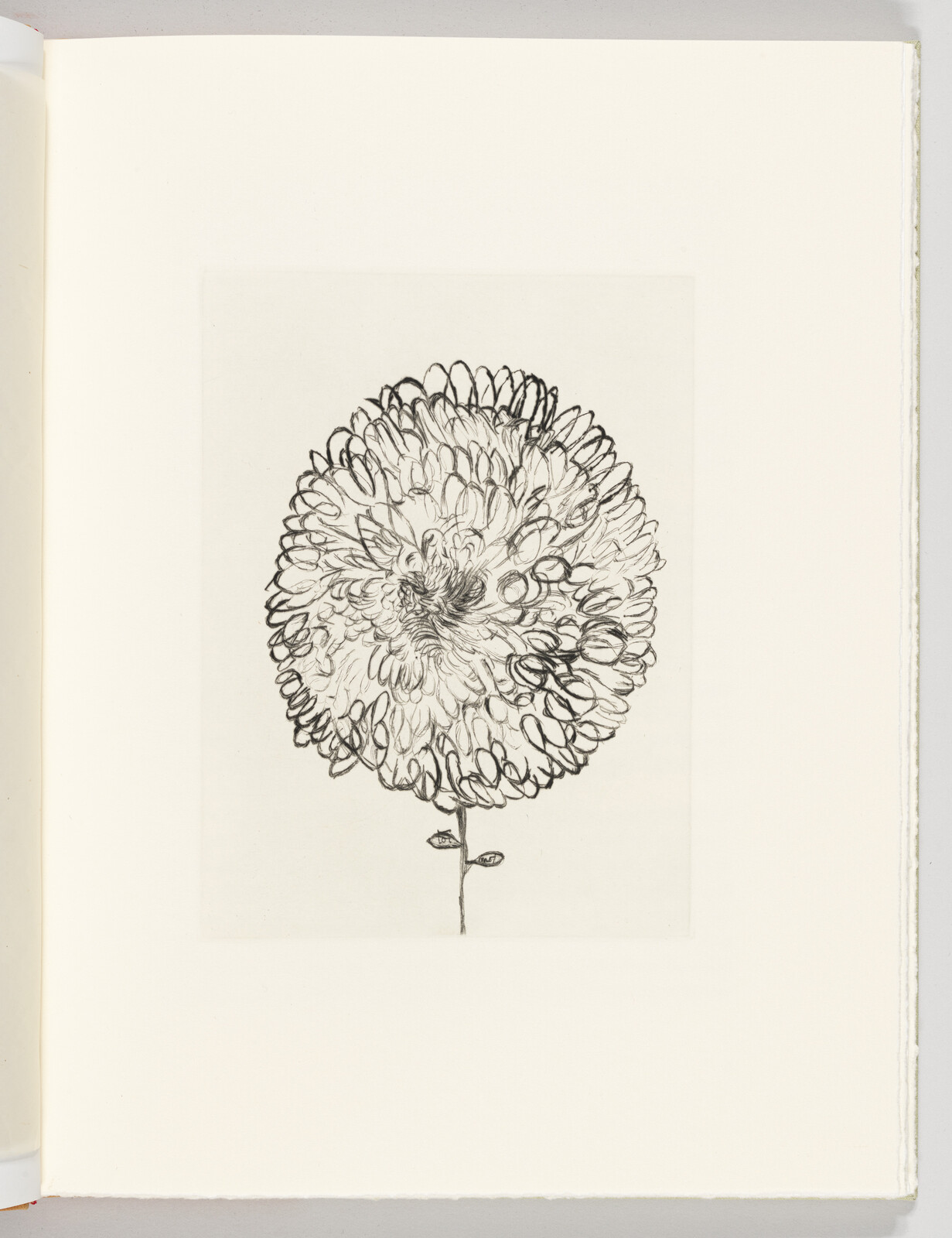 A detailed black line drawing of a round chrysanthemum on a thin stem centered on the page.