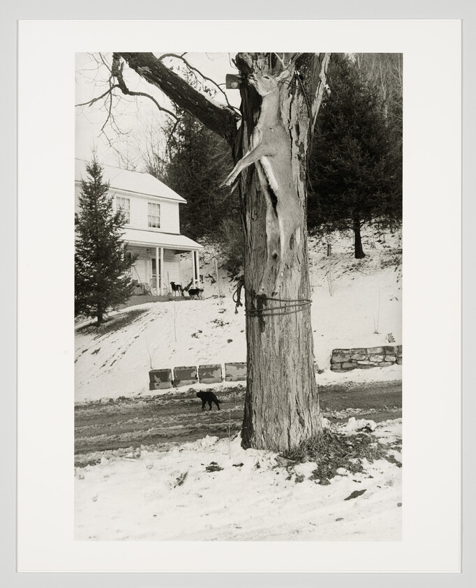 A deer carcass is hanging vertically from a tree trunk, tied with ropes, in a snowy yard.
