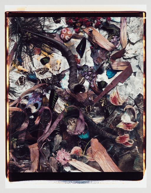 A dried botanical and butterfly wing collage with wood pieces and scattered petals.