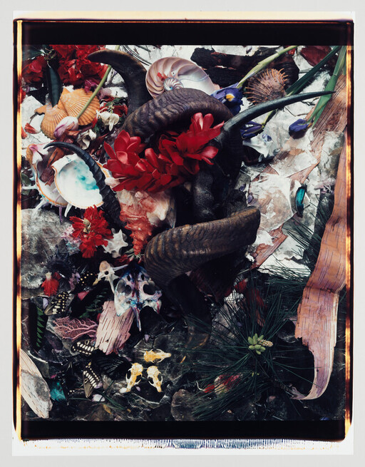 Dark twisted horns entwined with red flowers among seashells, butterflies, and scattered botanical debris.