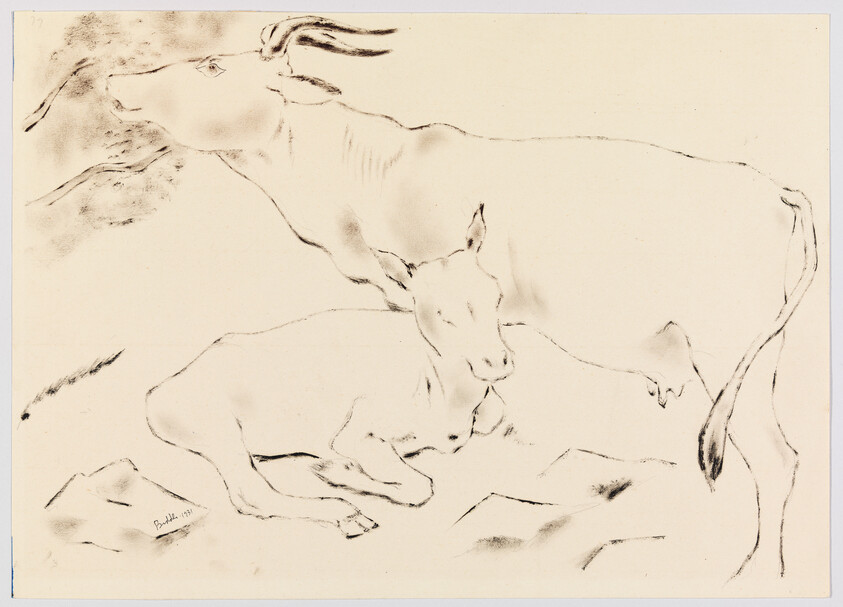 Two cows resting, one lying down while the other stands protectively beside it.