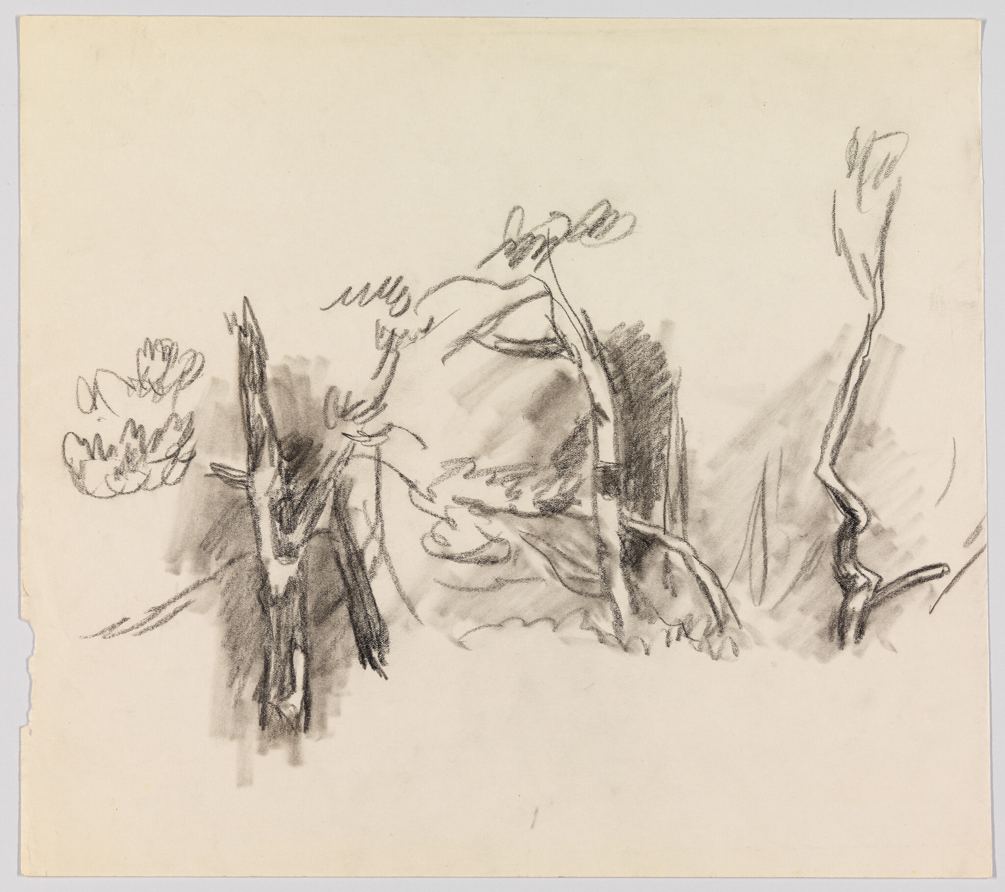 Loose charcoal sketch of several tree trunks and twisted branches in a sparse landscape.