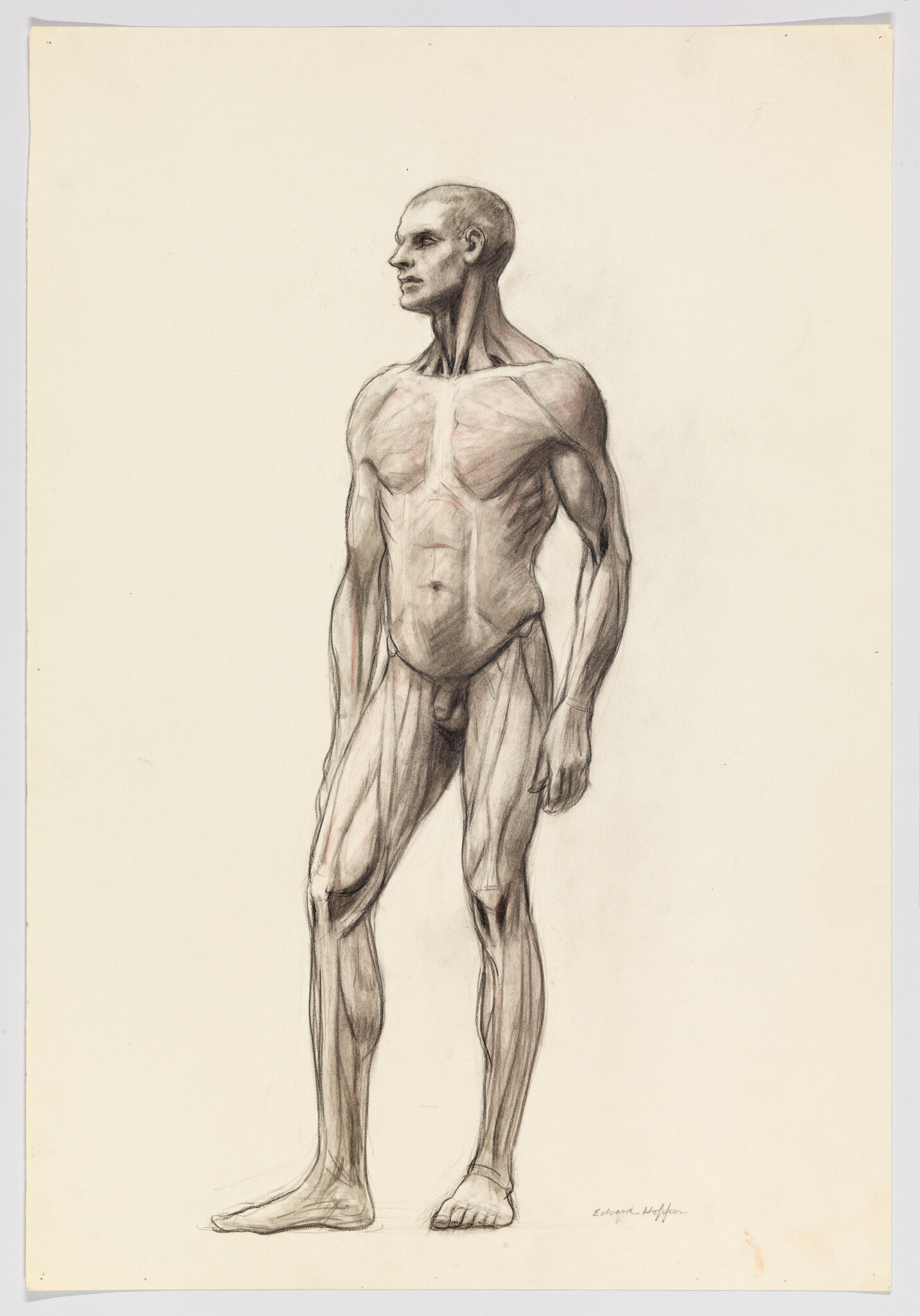 A detailed anatomical pencil drawing of a standing nude male showing muscles and posture.