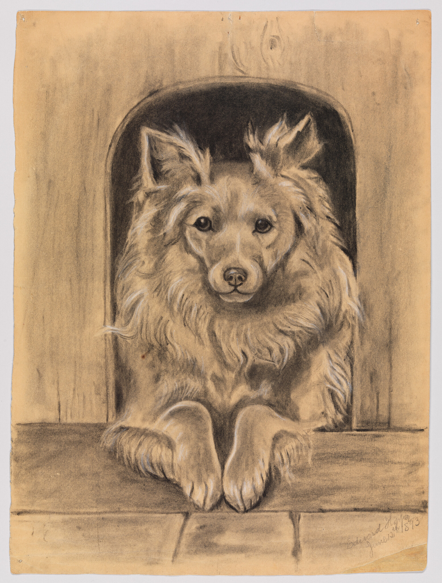 A fluffy dog rests its front paws on a wooden ledge, looking forward.