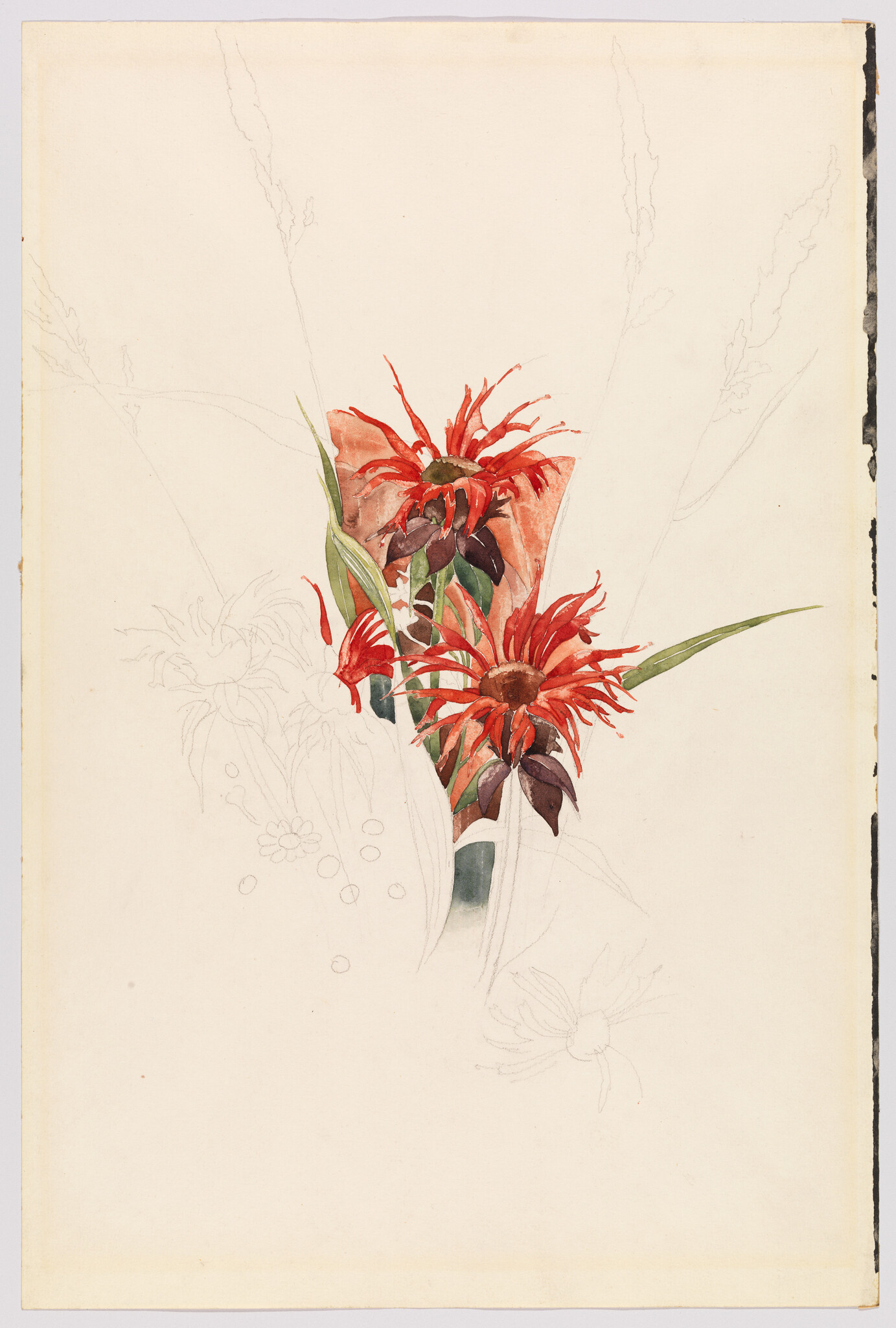 Red spiky flowers painted in watercolor with green leaves and faint pencil sketch outlines.