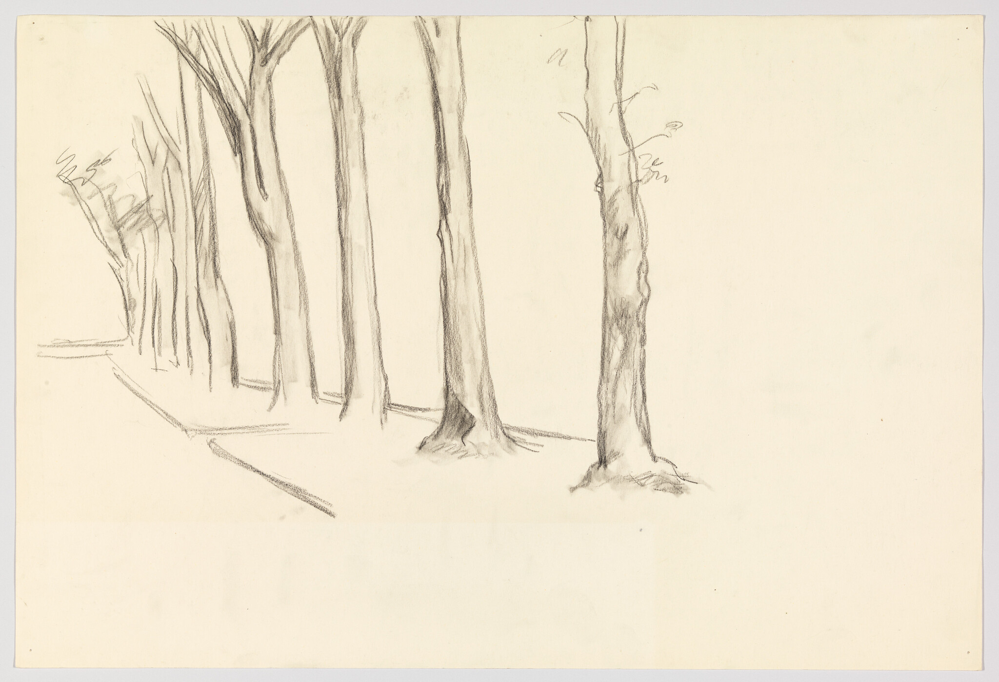 A row of tall tree trunks lines a sidewalk, sketched with light pencil strokes.