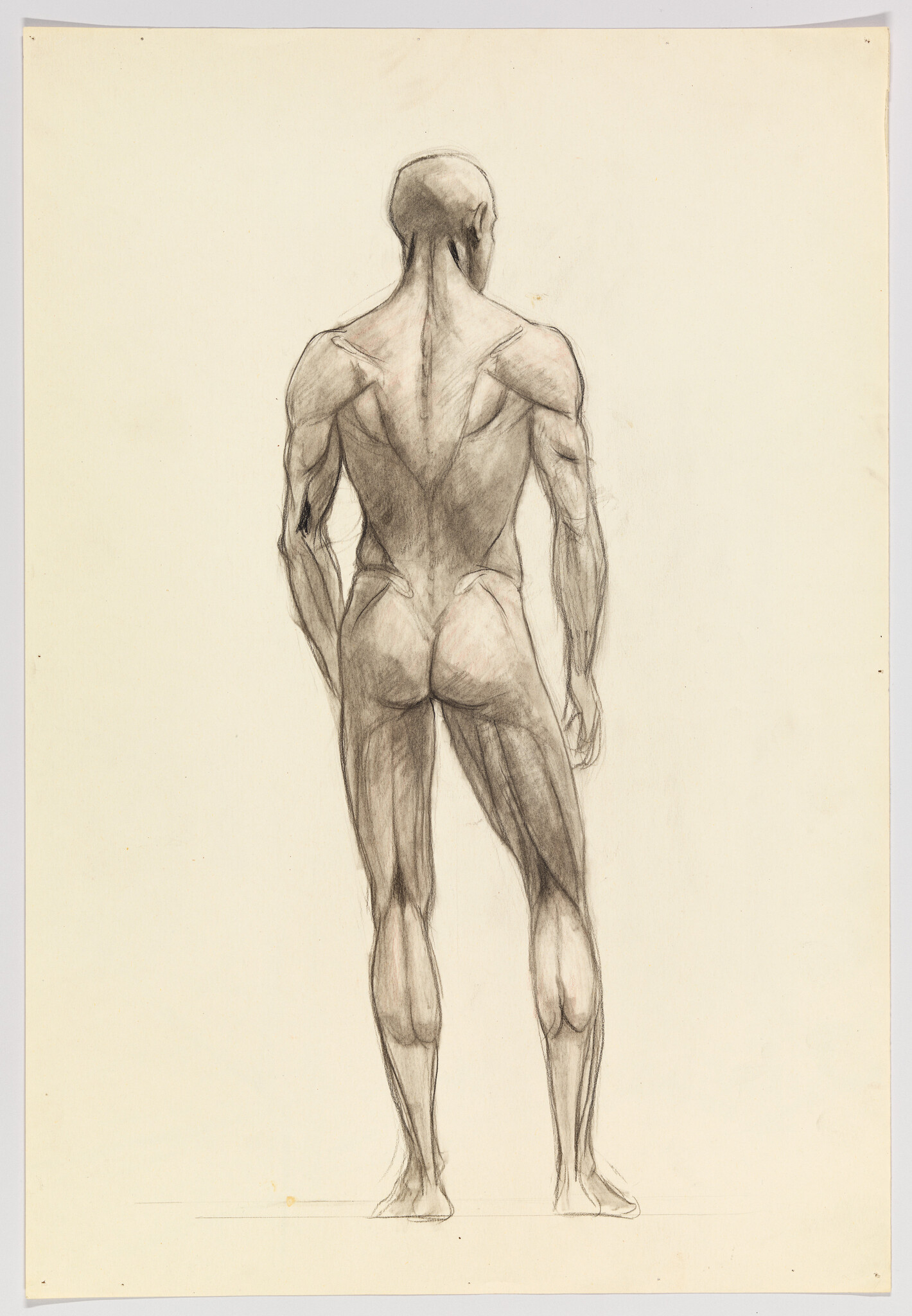 Male figure drawing from the back showing detailed musculature and anatomy.