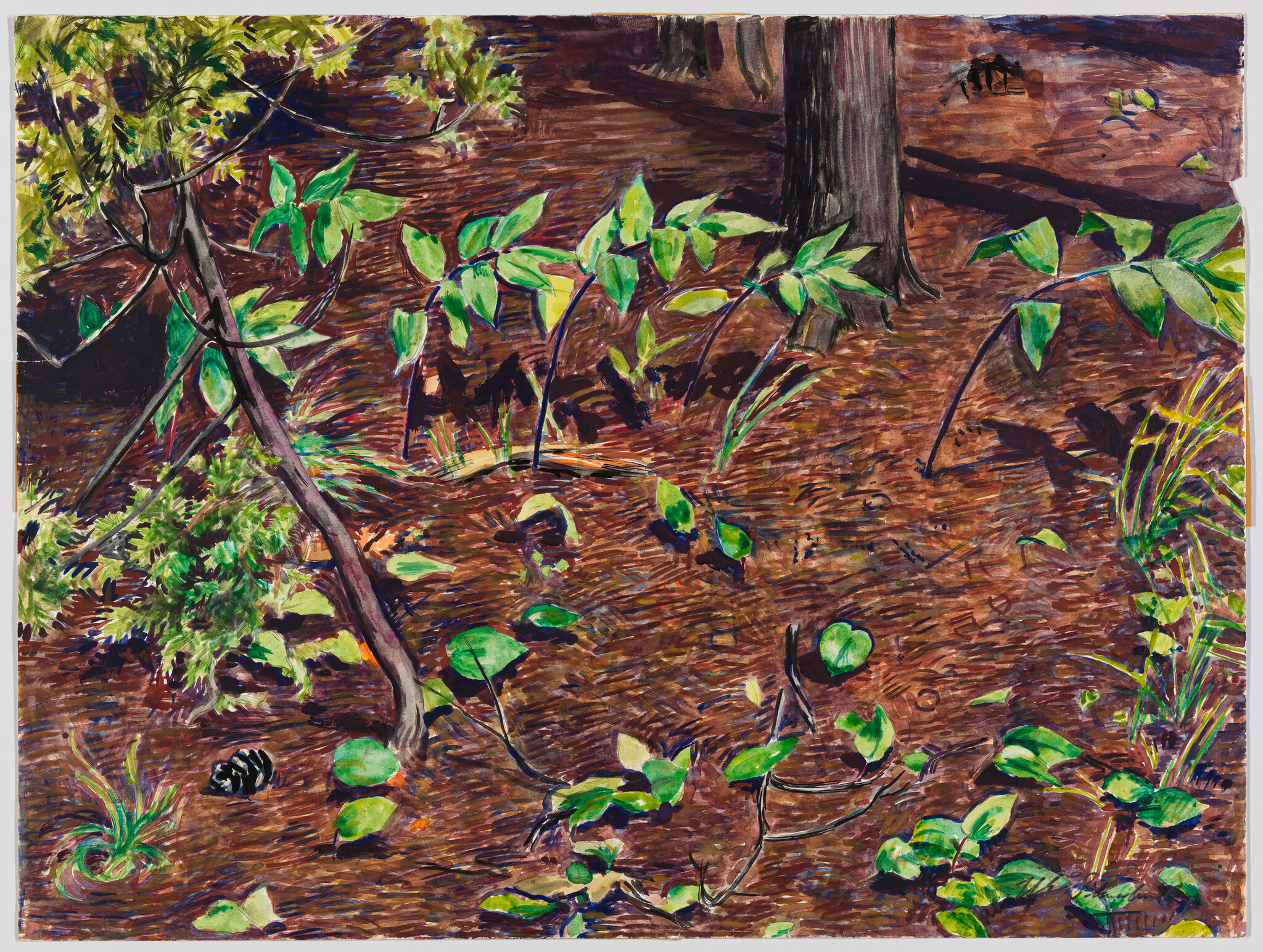 Small green plants and saplings grow across a sunlit forest floor covered in needles.