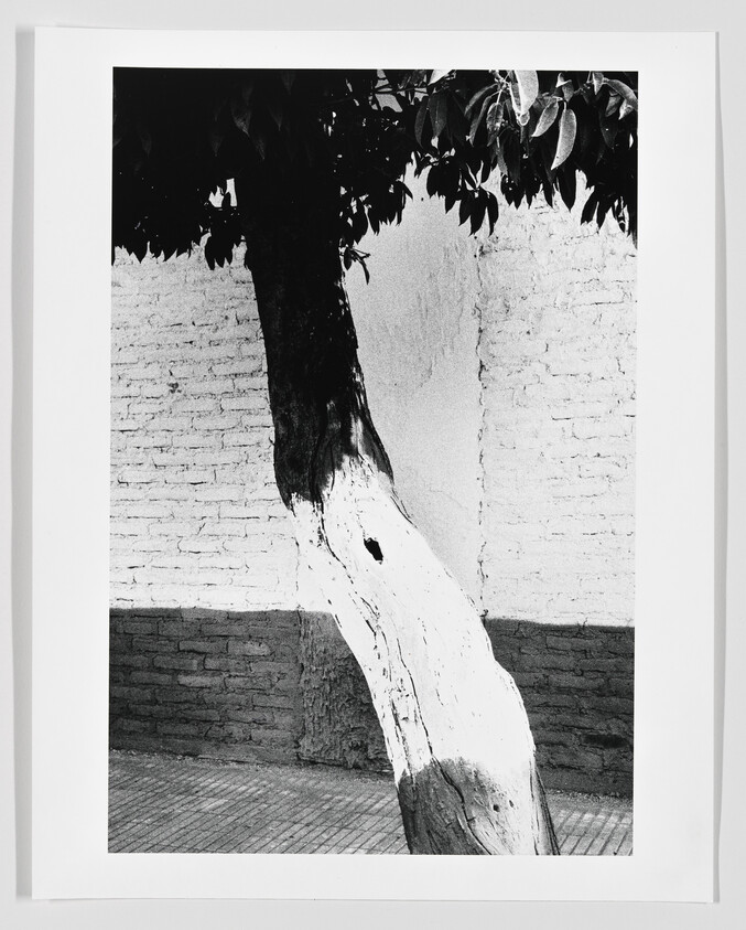 Tree trunk painted white leaning against a textured brick wall on a sidewalk.