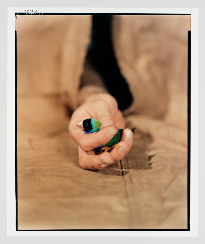 A person’s hand gently holds a small, brightly colored bird resting on a fabric surface.