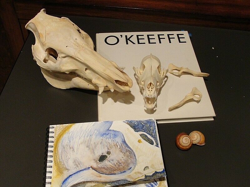Animal skull and Georgia O'Keefe book