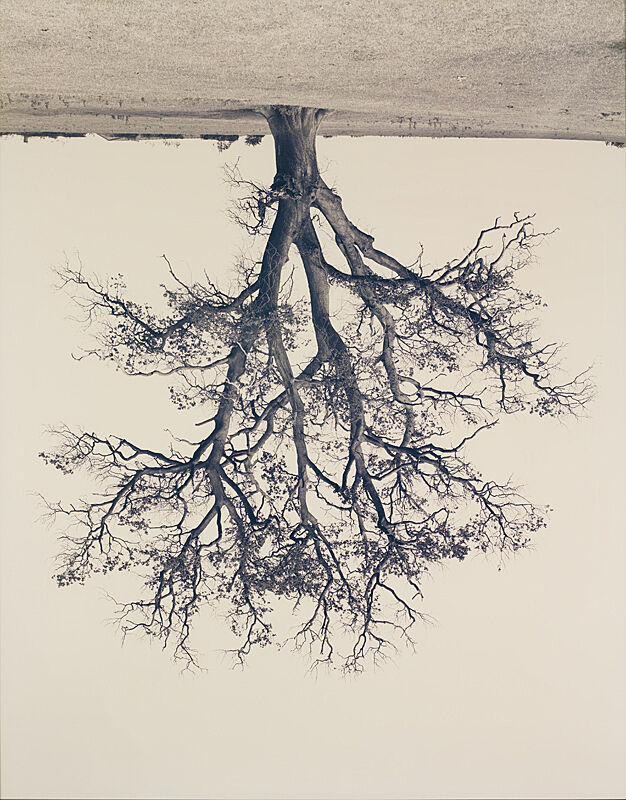A photograph of a tree upside down.