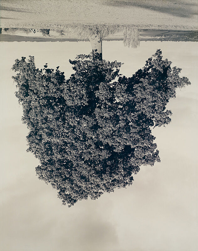 A tree hangs upside down in a black and white photography.