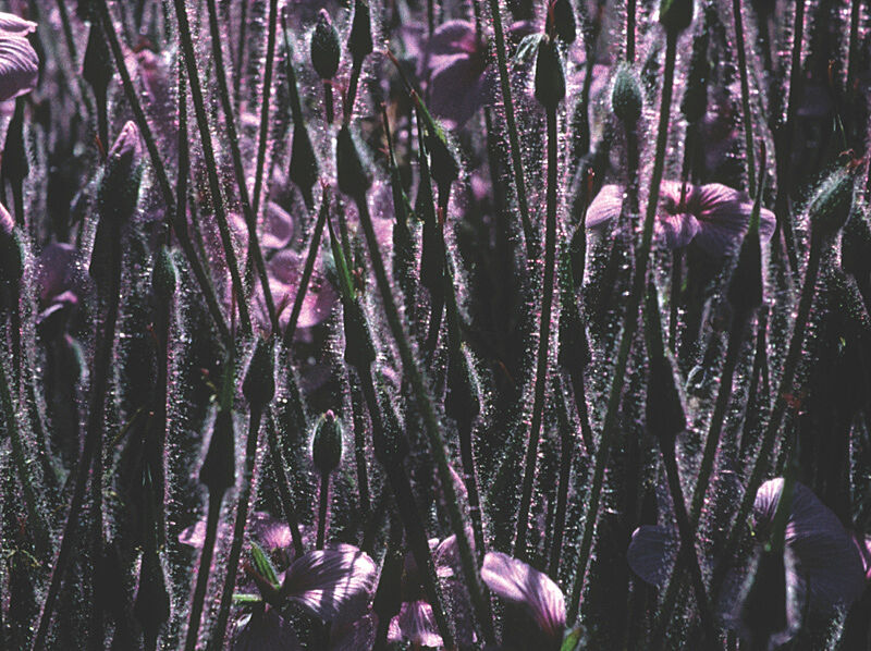 A painting of purple flowers. 