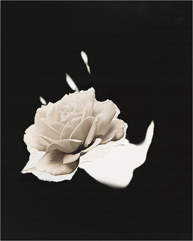 A collage of a white rose against a black background by Jay DeFeo.