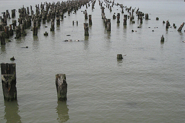 Water with wooden pier logs sticking out.