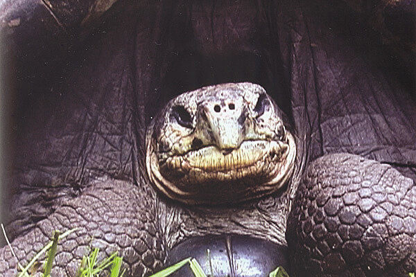 Tortoise looking at the camera.